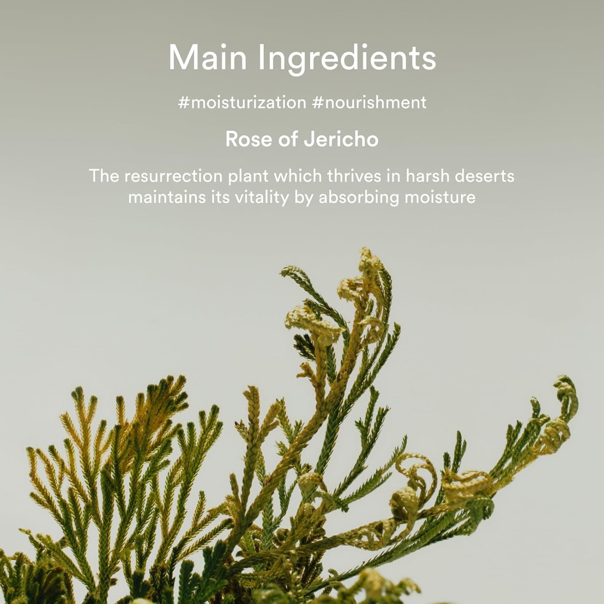 Abib Collagen Eye Crème Jericho Rose Tube Contorno De Ojos - Image 5